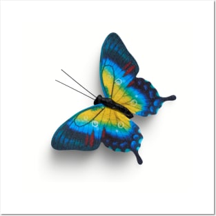 Real Butterfly Blue Yellow Posters and Art